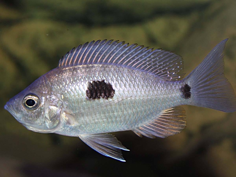 Copadichromis geertsi 'Chiofu'